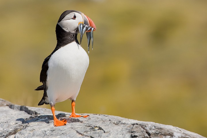 Papageitaucher Fratercula arctica Atlantic Puffin